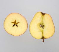 Adams Pearmain æbler gennemskåret